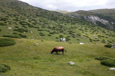 Kırgızistan, Orta Asya 'daki Tianshan Dağlarının panoramik manzarası