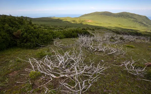 Kırgızistan, Orta Asya 'daki Tianshan Dağlarının panoramik manzarası