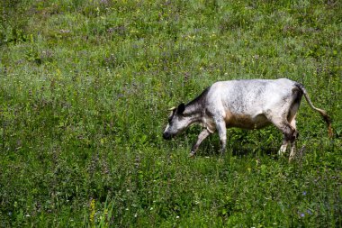 Kırgızistan, Orta Asya 'daki Tianshan Dağları' nda bir ineğin görüntüsü