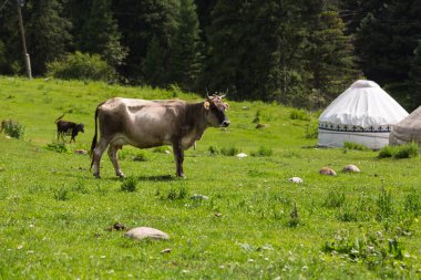 Kırgızistan, Orta Asya 'daki Tianshan Dağları' nda otlayan bir ineğin görüntüsü