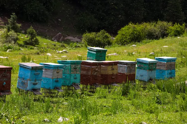 Kırgızistan, Orta Asya 'daki Tianshan Dağları' ndaki arı kovanlarının görüntüsü