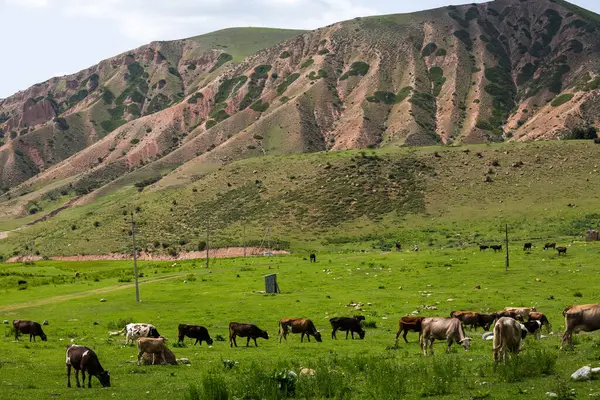 Kırgızistan, Orta Asya 'daki Tianshan Dağları' nda otlayan bir ineğin görüntüsü