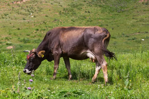 Kırgızistan, Orta Asya 'daki Tianshan Dağları' nda otlayan bir ineğin görüntüsü