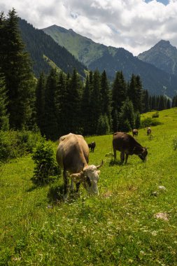 Kırgızistan, Orta Asya 'daki Tianshan Dağları' nda otlayan bir ineğin görüntüsü