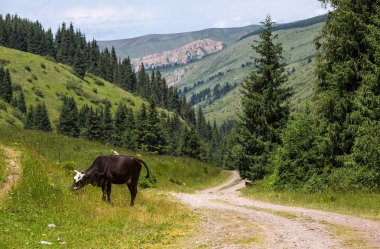 Kırgızistan, Orta Asya 'daki Tianshan Dağları Karakol geçidinde otlayan bir ineğin görüntüsü