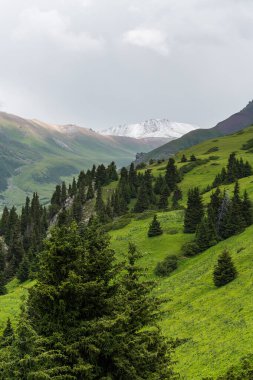 Terskey Ala-too Kırgızistan 'daki Tian Shan dağlarında bir sıradağdır.