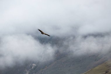 Rusya 'nın Kabardino-Balkaria Cumhuriyeti' nde bulutlarla kaplı Uçan Kartal ve Kafkasya dağlarının panoramik manzarası