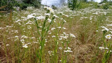 Yaz tarlasında papatyalar