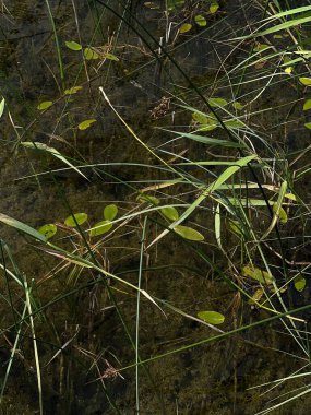 Göl bitkileri. Botanik arkaplan 