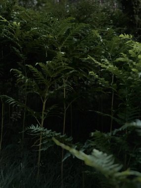 Eğrelti otu. Orman geçmişi. Hassas, tüylü yapraklar zengin, dokulu bir gölgelik oluşturur. Karmaşık gölgeler bırakır. Uzun, ince gövdeler yeşilliği destekliyor, derinlik hissi yaratıyor..
