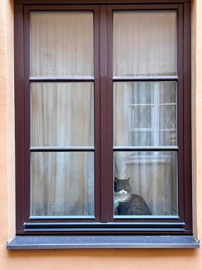 Pencereden dışarı bakan bir kedi. Beyaz göğüslü ve gri kürklü bir kedi, koyu kahverengi ahşap camlarla çerçevelenmiş bir pencerenin arkasında oturur.. 