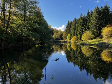 Renkli Sonbahar Ağaçları Yansıması. Litvanya 'ya Düş 