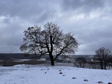 Kış manzarasında Yaşlı Meşe Ağacı. Kernave tepeleri, Litvanya