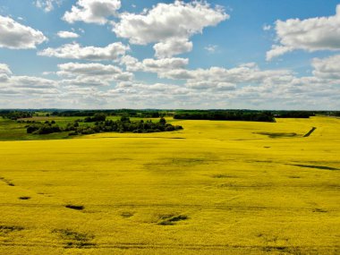 İnsansız hava aracının açtığı kolza tohumu tarlasının fotoğrafı. Yukarıdan çekilen, çiçek açan bir kolza tohumu tarlasının geniş bir manzara görüntüsü. Alan belirgin bir şekilde sarı, yeşil tarlalar ve dağınık ağaçlarla çevrili.. 