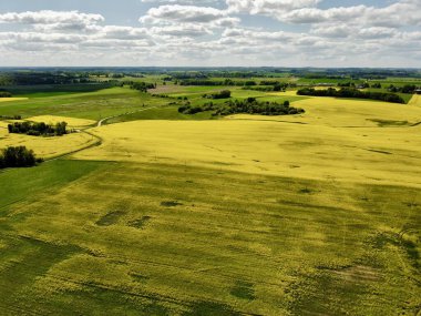 İnsansız hava aracının açtığı kolza tohumu tarlasının fotoğrafı. Yukarıdan çekilen, çiçek açan bir kolza tohumu tarlasının geniş bir manzara görüntüsü. Alan belirgin bir şekilde sarı, yeşil tarlalar ve dağınık ağaçlarla çevrili.. 