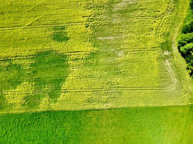 İnsansız hava aracının açtığı kolza tohumu tarlasının fotoğrafı. Yukarıdan çekilen, çiçek açan bir kolza tohumu tarlasının geniş bir manzara görüntüsü. Alan belirgin bir şekilde sarı, yeşil tarlalar ve dağınık ağaçlarla çevrili.. 