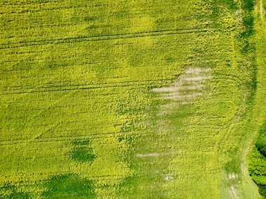 İnsansız hava aracının açtığı kolza tohumu tarlasının fotoğrafı. Yukarıdan çekilen, çiçek açan bir kolza tohumu tarlasının geniş bir manzara görüntüsü. Alan belirgin bir şekilde sarı, yeşil tarlalar ve dağınık ağaçlarla çevrili.. 