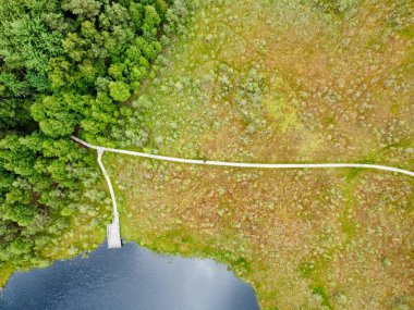 Drone 'un fotoğrafı, ormandaki bataklık manzarası. Yoğun ormanlarla çevrili bataklık manzarası. Bataklıkta yeşil bitki örtüsü ve bulanık su bantları var..