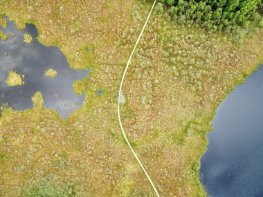 Drone 'un fotoğrafı, ormandaki bataklık manzarası. Yoğun ormanlarla çevrili bataklık manzarası. Bataklıkta yeşil bitki örtüsü ve bulanık su bantları var..