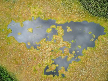 Drone 'un fotoğrafı, ormandaki bataklık manzarası. Yoğun ormanlarla çevrili bataklık manzarası. Bataklıkta yeşil bitki örtüsü ve bulanık su bantları var..