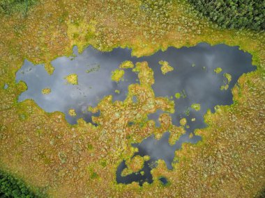 Drone 'un fotoğrafı, ormandaki bataklık manzarası. Yoğun ormanlarla çevrili bataklık manzarası. Bataklıkta yeşil bitki örtüsü ve bulanık su bantları var..