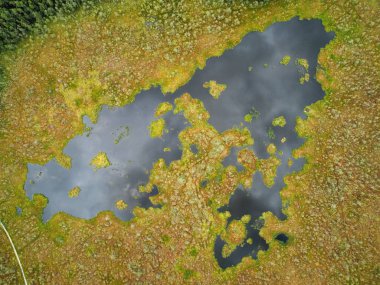 Drone 'un fotoğrafı, ormandaki bataklık manzarası. Yoğun ormanlarla çevrili bataklık manzarası. Bataklıkta yeşil bitki örtüsü ve bulanık su bantları var..