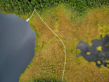 Drone 'un fotoğrafı, ormandaki bataklık manzarası. Yoğun ormanlarla çevrili bataklık manzarası. Bataklıkta yeşil bitki örtüsü ve bulanık su bantları var..
