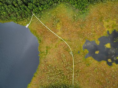 Drone 'un fotoğrafı, ormandaki bataklık manzarası. Yoğun ormanlarla çevrili bataklık manzarası. Bataklıkta yeşil bitki örtüsü ve bulanık su bantları var..