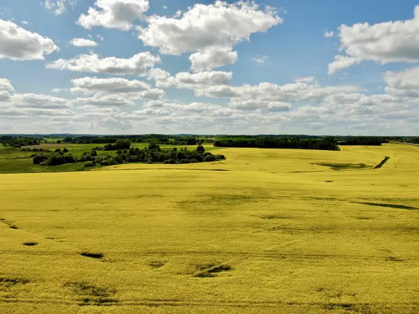 İnsansız hava aracının açtığı kolza tohumu tarlasının fotoğrafı. Yukarıdan çekilen, çiçek açan bir kolza tohumu tarlasının geniş bir manzara görüntüsü. Alan belirgin bir şekilde sarı, yeşil tarlalar ve dağınık ağaçlarla çevrili.. 