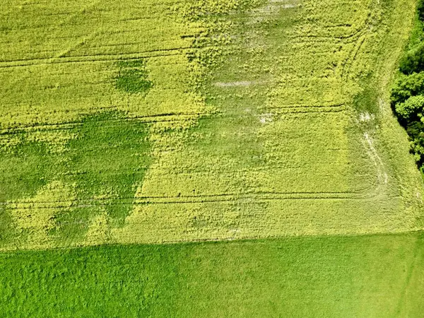 İnsansız hava aracının açtığı kolza tohumu tarlasının fotoğrafı. Yukarıdan çekilen, çiçek açan bir kolza tohumu tarlasının geniş bir manzara görüntüsü. Alan belirgin bir şekilde sarı, yeşil tarlalar ve dağınık ağaçlarla çevrili.. 