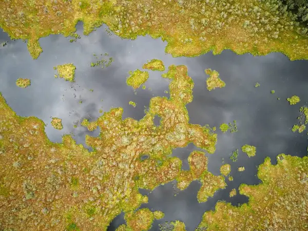 Drone 'un fotoğrafı, ormandaki bataklık manzarası. Yoğun ormanlarla çevrili bataklık manzarası. Bataklıkta yeşil bitki örtüsü ve bulanık su bantları var..