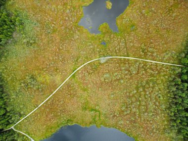 Drone 'un fotoğrafı, ormandaki bataklık manzarası. Yoğun ormanlarla çevrili bataklık manzarası. Bataklıkta yeşil bitki örtüsü ve bulanık su bantları var.. 