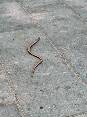 Slowworm ya da bacaksız kertenkele