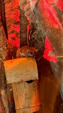 Gdansk, Polonya - 11 Temmuz 2023: Gdansk hayvanat bahçesinde Goodman fare lemur