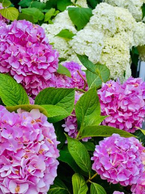 Çiçek arkaplan. Beyaz ve pembe ortanca çiçek açıyor. 