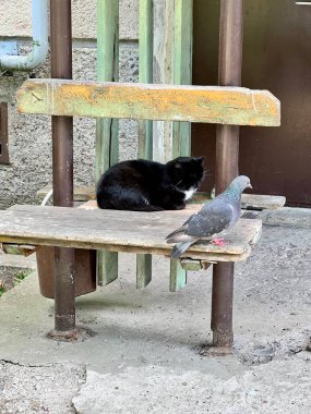 Bir sokak kedisi bir bankta oturuyor yanında bir güvercin yürüyor. 