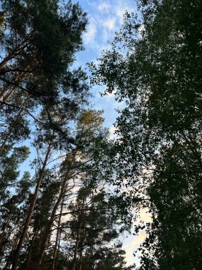 Ağaç dalları yaz gökyüzüne karşı 