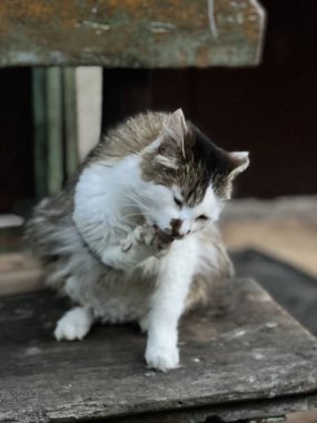 Bankta oturan bir sokak kedisi.