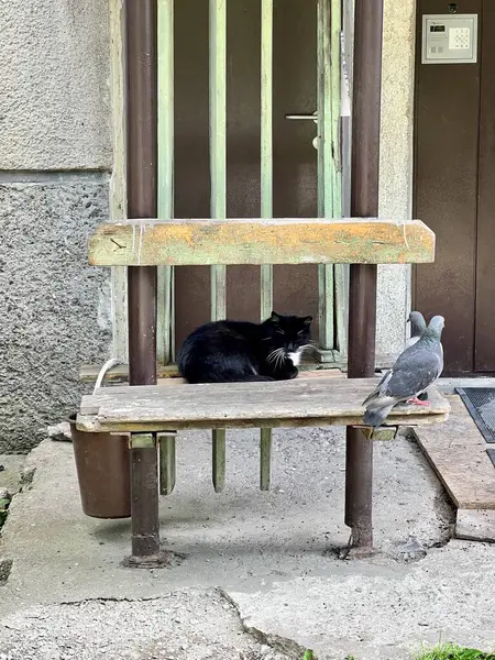 Bir sokak kedisi bir bankta oturuyor yanında bir güvercin yürüyor. 