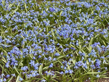 Arka planda mavi çiçekler var. Çiçekli mavi scylla 