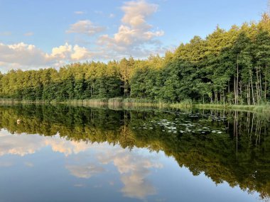 Litvanya 'daki Tapeliai Gölü. Durgun suların olduğu sakin bir göl manzarası yemyeşil bir ormanı ve parçalı bulutlu mavi bir gökyüzünü yansıtıyor. Uzun ağaçlar uzak sahilde, sık ve yeşil bir zemin oluşturuyor.. 