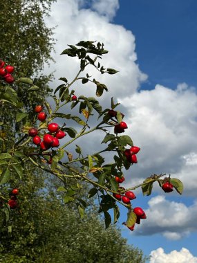 Parlak gökyüzüne karşı gül ağacı dalı 