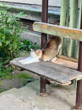 Bankta oturan bir sokak kedisi. Bir kedi kırsal ahşap bir bankta rahatça uzanır, bu da onun eskimiş, düzensiz kalaslarıyla havayı yıprattığını gösterir.. 
