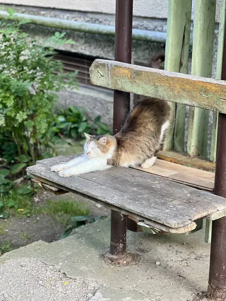 Bankta oturan bir sokak kedisi. Bir kedi kırsal ahşap bir bankta rahatça uzanır, bu da onun eskimiş, düzensiz kalaslarıyla havayı yıprattığını gösterir.. 