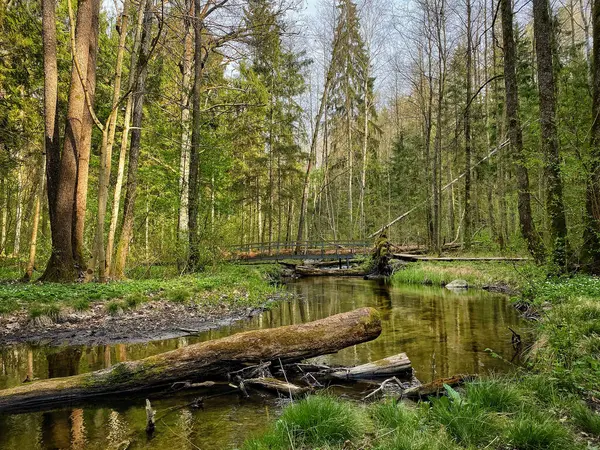 Ormanda ilkbahar. Litvanya 'da ilkbahar 