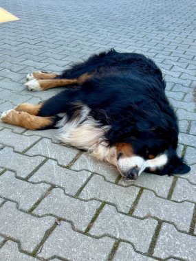 Bernese Dağı köpeği. Siyah, beyaz ve kahverengi renkli kalın, üç renkli bir paltoyla gri tuğla kaldırımda uzanan büyük bir köpek. Kafası yerde, rahatlamış görünüyor.. 