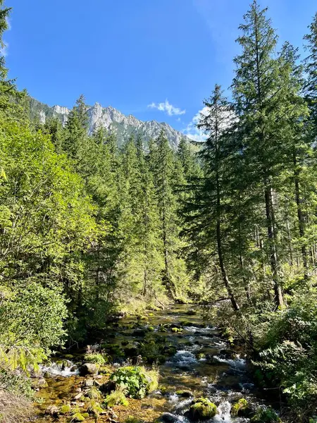 Dağ nehri. Chocholowska Vadisi 'nde yürüyüş, Polonya Tatra dağları 