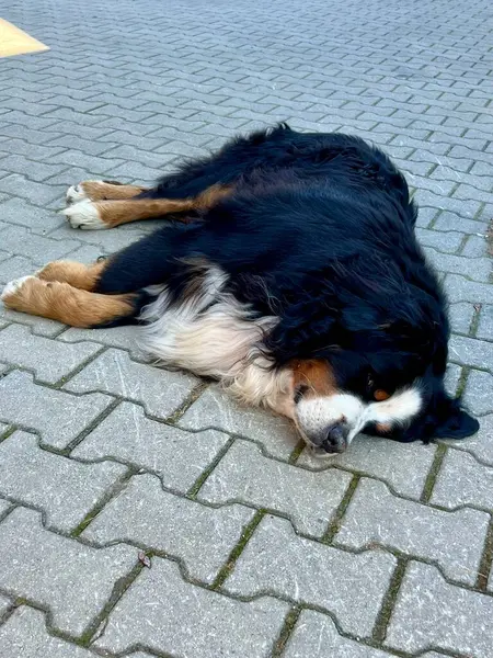 Bernese Dağı köpeği. Siyah, beyaz ve kahverengi renkli kalın, üç renkli bir paltoyla gri tuğla kaldırımda uzanan büyük bir köpek. Kafası yerde, rahatlamış görünüyor.. 