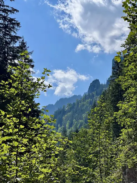 Chocholowska Vadisi 'nde yürüyüş, Polonya Tatra dağları 