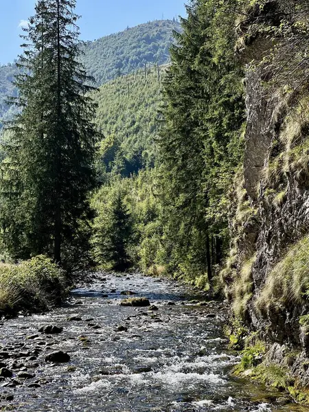 Dağ nehri. Chocholowska Vadisi 'nde yürüyüş, Polonya Tatra dağları 